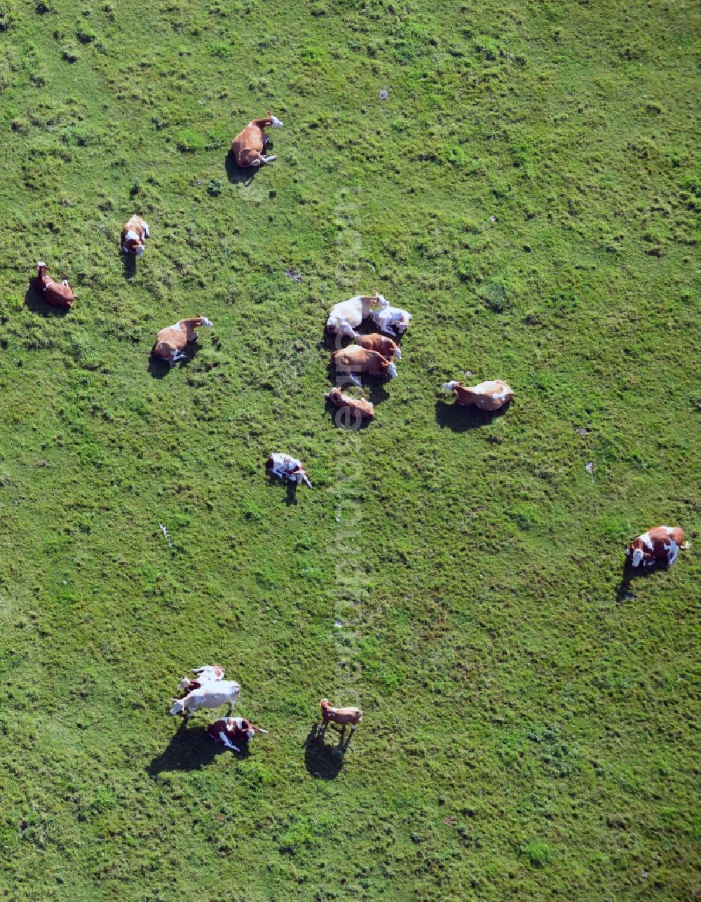 Vellahn from above - Cow herd on a pasture field at Vellahn in Mecklenburg-Western Pomerania