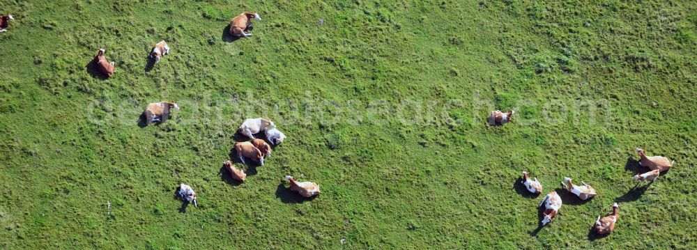 Vellahn from the bird's eye view: Cow herd on a pasture field at Vellahn in Mecklenburg-Western Pomerania