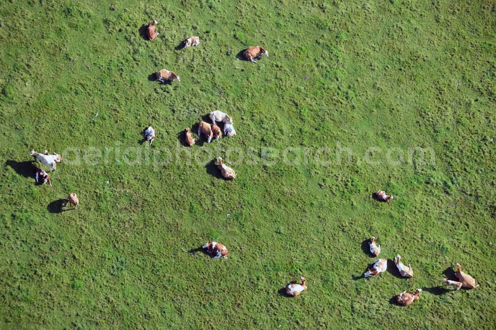 Aerial image Vellahn - Cow herd on a pasture field at Vellahn in Mecklenburg-Western Pomerania