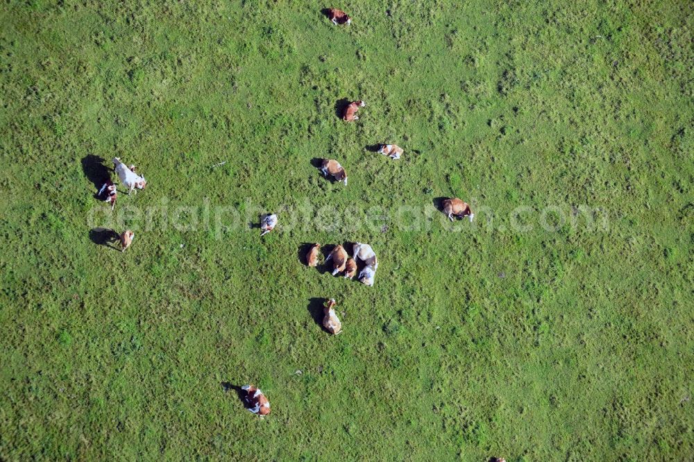 Aerial photograph Vellahn - Cow herd on a pasture field at Vellahn in Mecklenburg-Western Pomerania