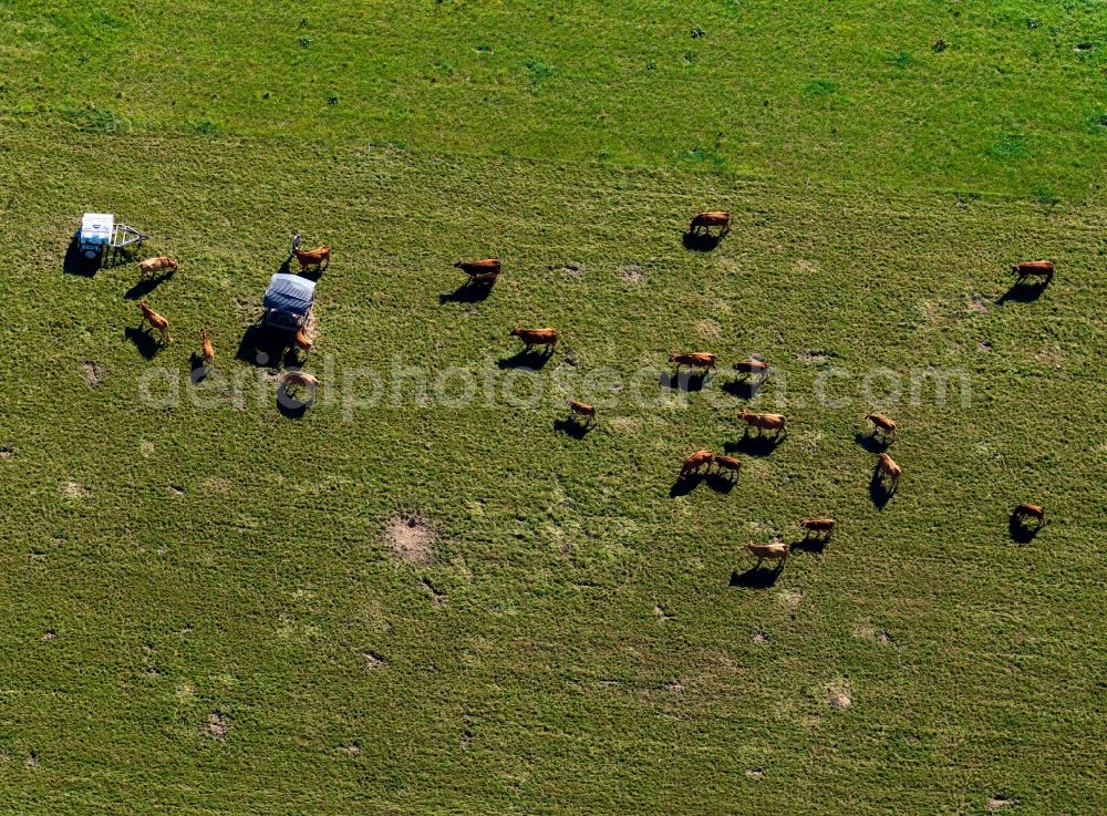 Aerial photograph Lohr am Main - Flock of cows near Lohr on Main in the state of Bavaria. The cattle grazes on a large range land in the urban area of Lohr