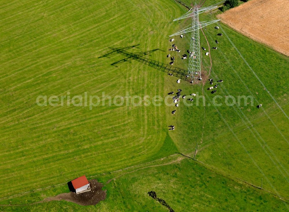 Aerial photograph Grafenhausen - Flock of cows in the borough of Grafenhausen in the state of Baden-Württemberg. The cattle grazes at a pylon on a field