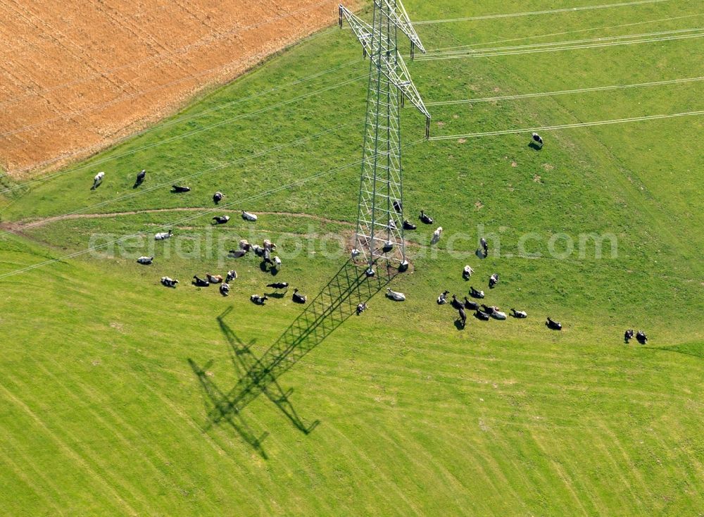 Grafenhausen from above - Flock of cows in the borough of Grafenhausen in the state of Baden-Württemberg. The cattle grazes at a pylon on a field