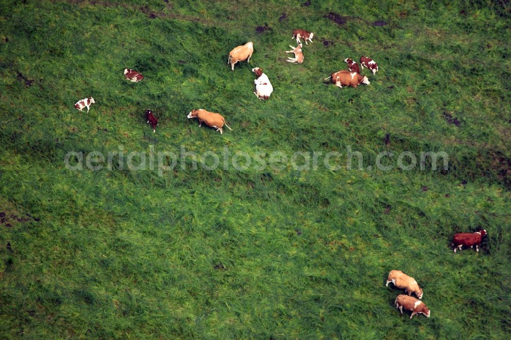 Neustadt an der Orla from the bird's eye view: Flock of cows in the outskirts of Neustadt an der Orla in the state of Thuringia. The cattle grazes in the Orla valley in which the town is located. Here starts the region of Thuringian wood land