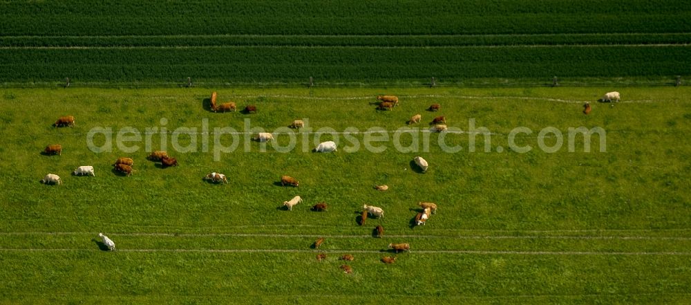 Herne from the bird's eye view: View of a cow pasture on a field in the district Herne-Börnig in Herne in the Ruhr in the state North Rhine-Westphalia