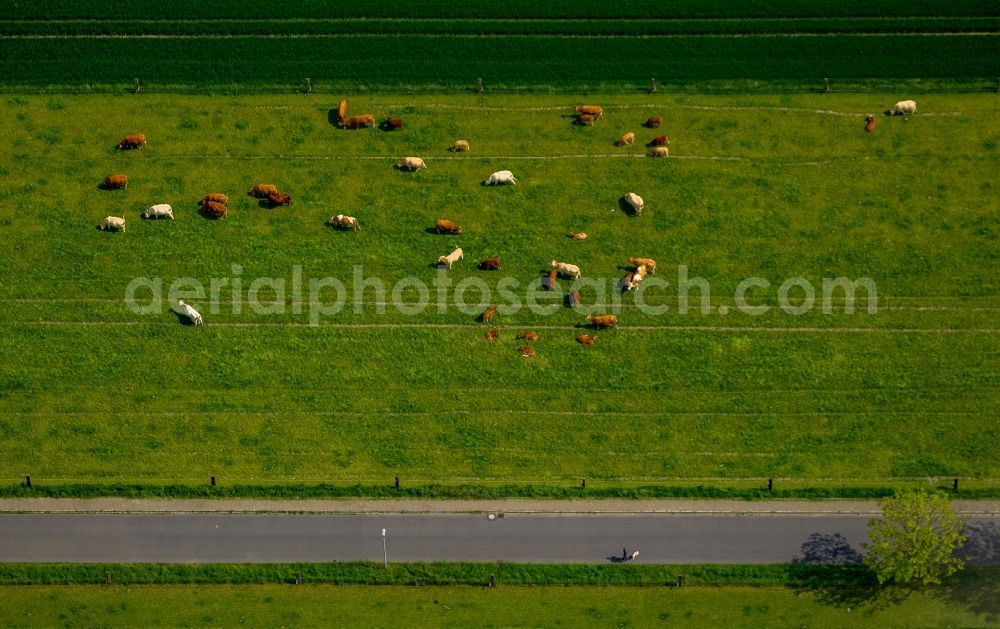 Aerial image Herne - View of a cow pasture on a field in the district Herne-Börnig in Herne in the Ruhr in the state North Rhine-Westphalia