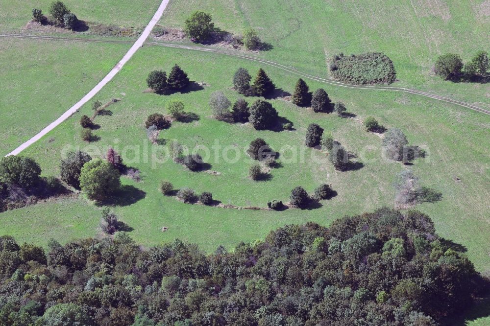 Basel from above - Outdoor art- installation of growing trees in Basel, Switzerland, at the border to Germany in Weil am Rhein