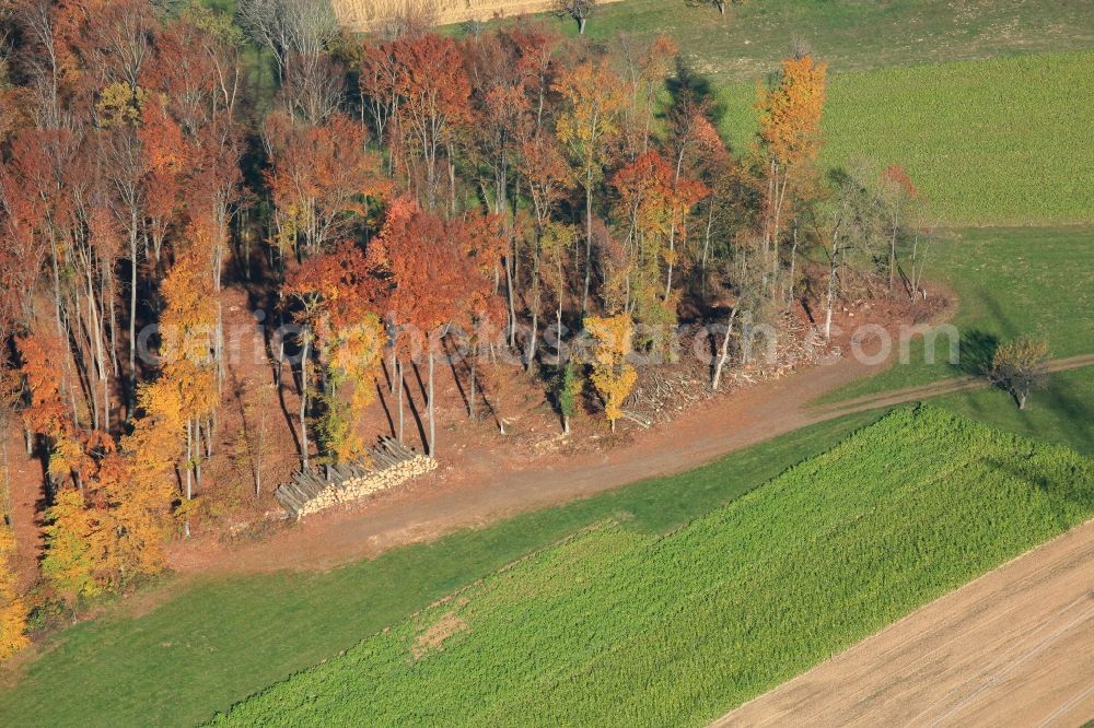 Maulburg from the bird's eye view: Lumberyard for firewood and raw material for wood chips on autumnal forest in Maulburg in the state of Baden-Wuerttemberg. Standing timber is a building material and the branches are energy sources for renewable energy,