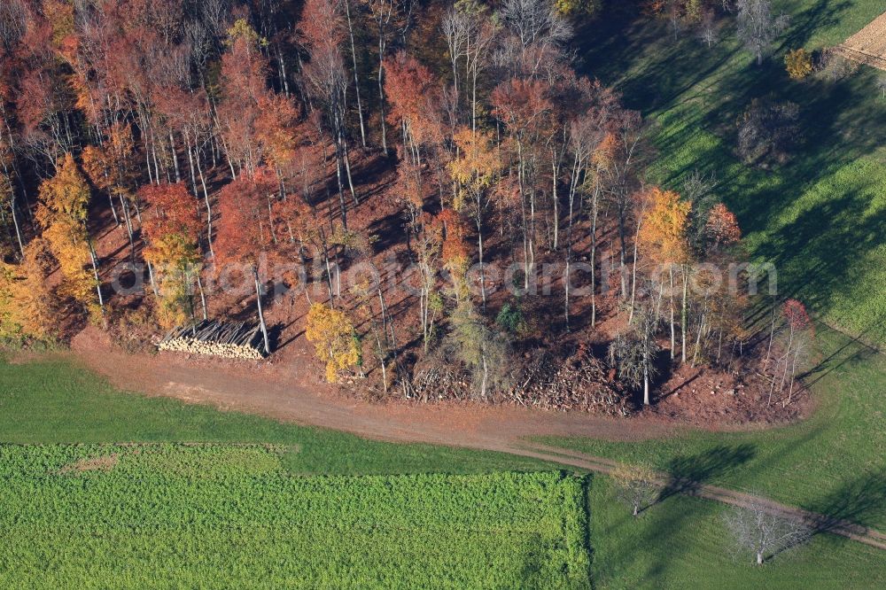 Aerial photograph Maulburg - Lumberyard for firewood and raw material for wood chips on autumnal forest in Maulburg in the state of Baden-Wuerttemberg. Standing timber is a building material and the branches are energy sources for renewable energy,