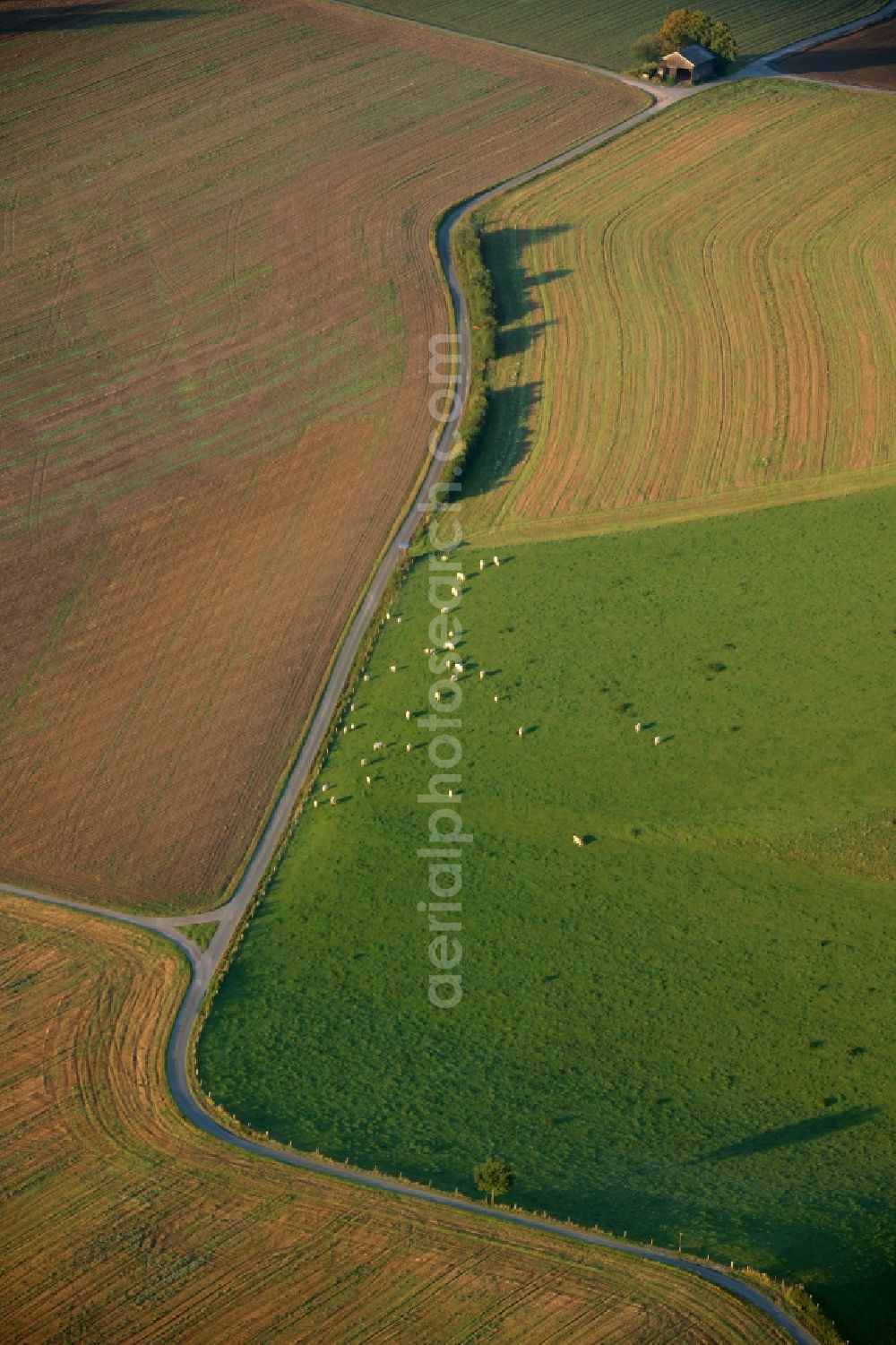 Meschede from above - Landscape of adjacent fields with cluster of trees on the outskirts of Meschede in the state of North Rhine-Westphalia