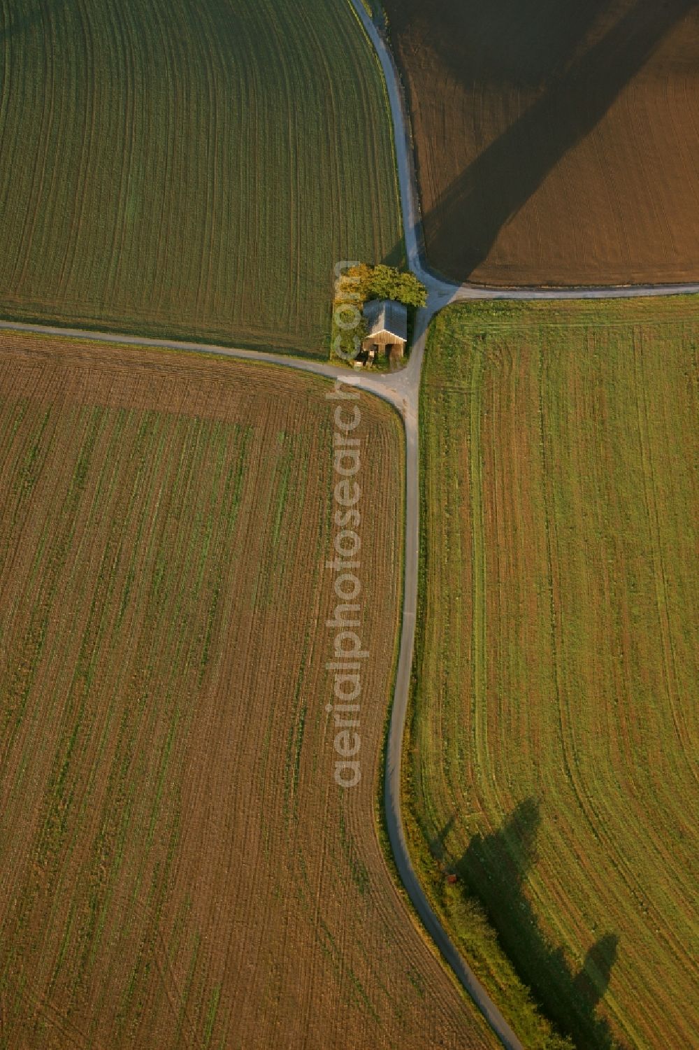 Meschede from above - Landscape of adjacent fields with cluster of trees on the outskirts of Meschede in the state of North Rhine-Westphalia