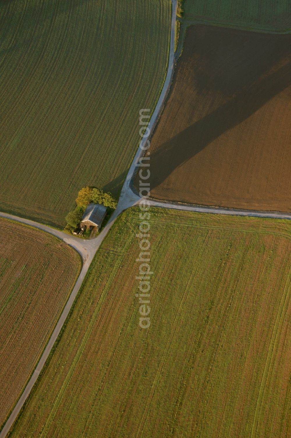 Meschede from the bird's eye view: Landscape of adjacent fields with cluster of trees on the outskirts of Meschede in the state of North Rhine-Westphalia