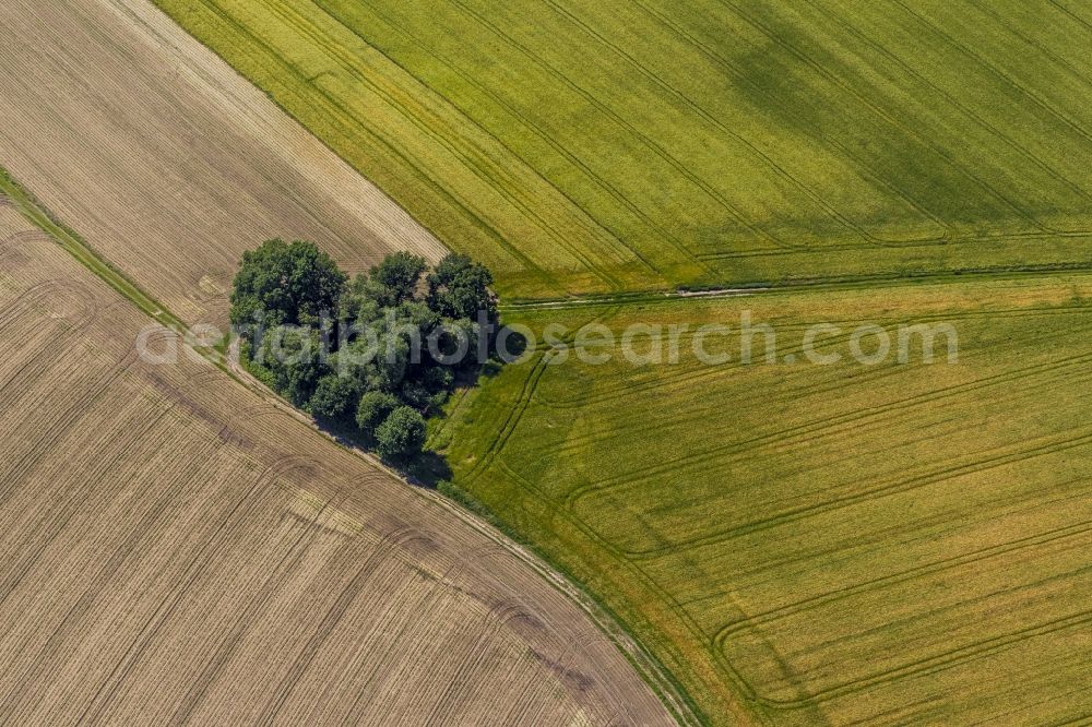 Datteln from above - Landscape of a group of trees in a heart shape with fields and trails at dates in North Rhine-Westphalia