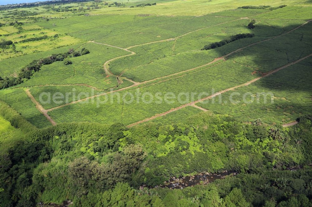 Grand Bois from the bird's eye view: Field landscape at Grand Bois in the fertile south of Mauritius