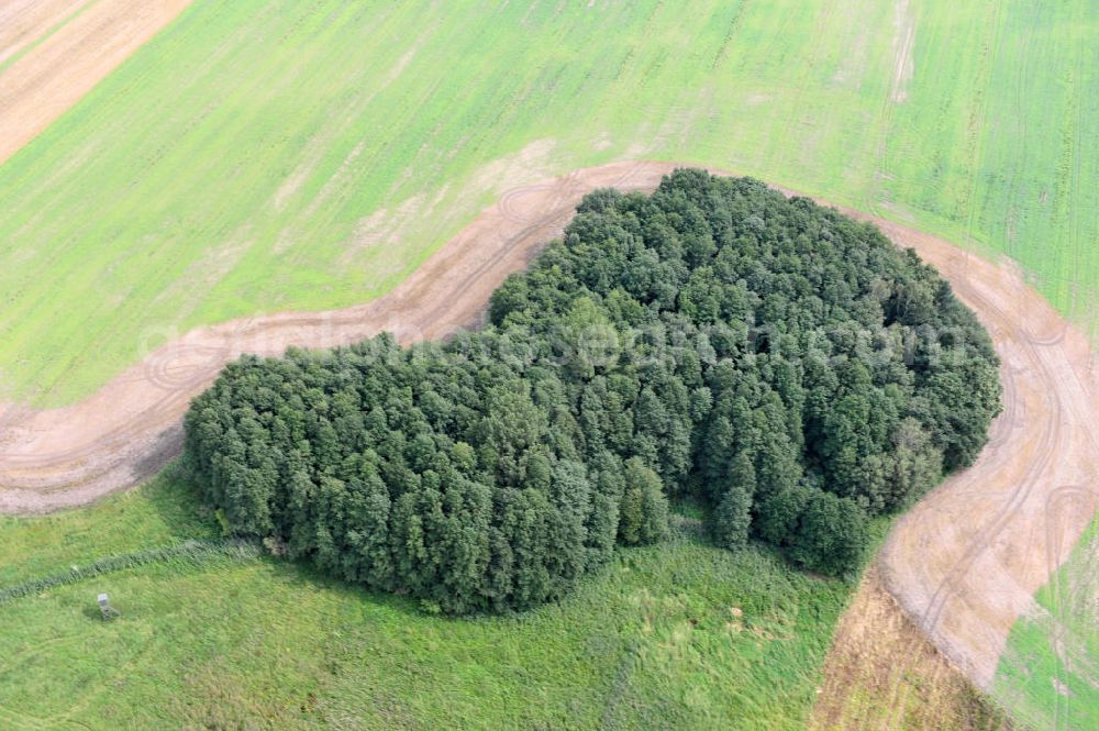 Aerial image Zschepplin - Landschaftsaufnahme in der Nähe von Zschepplin in Sachsen. Eine Baumgruppe steht auf einem abgeernteten Feld. Landskape of Saxony close to the town Zschepplin. Some trees are standing on a harvested field.