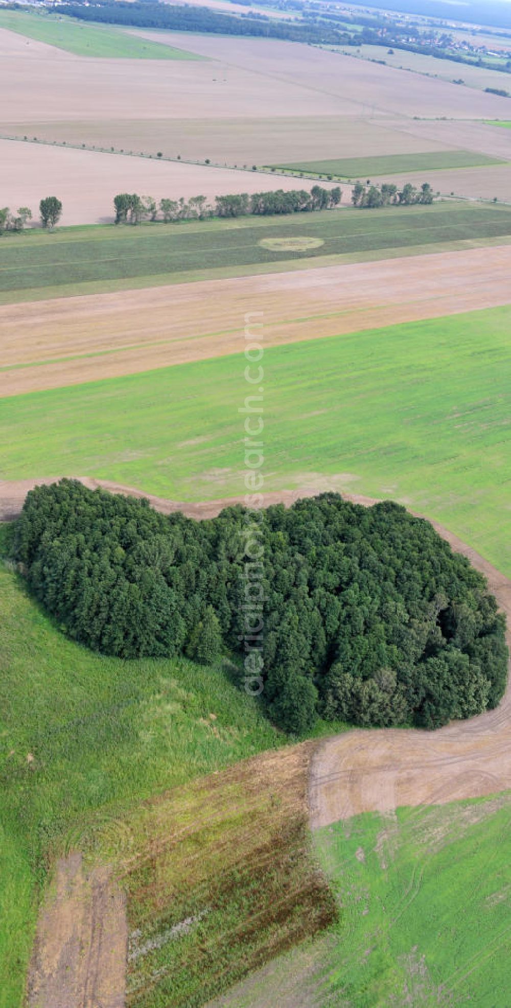 Zschepplin from above - Landschaftsaufnahme in der Nähe von Zschepplin in Sachsen. Eine Baumgruppe steht auf einem abgeernteten Feld. Landskape of Saxony close to the town Zschepplin. Some trees are standing on a harvested field.