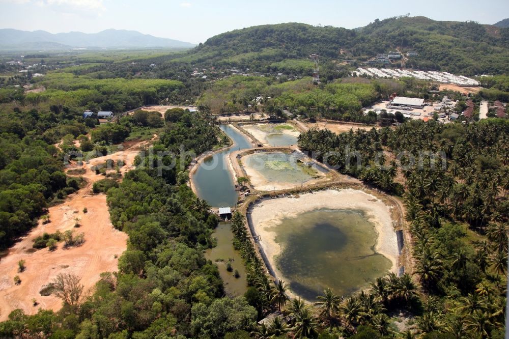 Aerial photograph Pa Klok - Landscape with palm trees and fish ponds in Pa Klok on the island of Phuket in Thailand