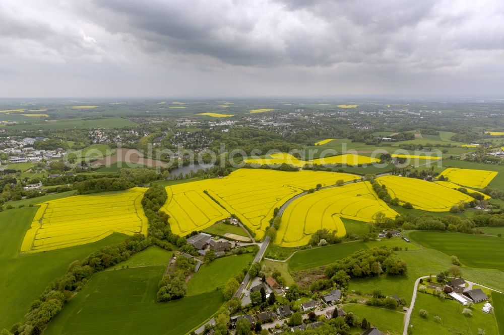 Heiligenhaus from above - View of lines of Trees surrounding a landscape with canola fields used for agriculture near Heiligenhaus in North Rhine-Westphalia