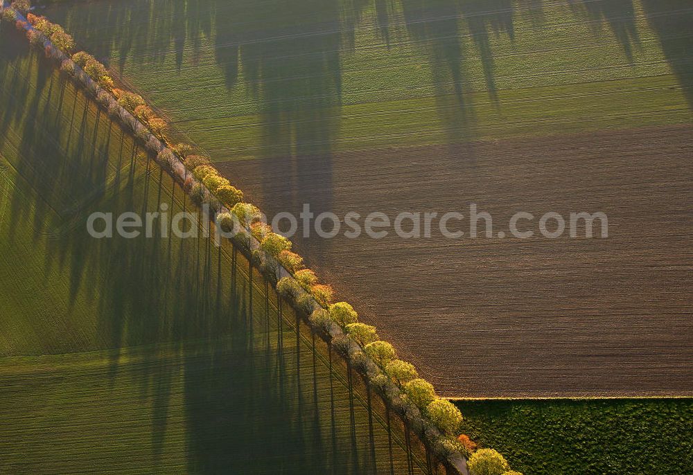 Werl from above - Blick auf eine Herbstlandschaft mit Landstraße, Feldern, Bäumen und Schatten. View of an autumn landscape with road, fields, trees and shadows.