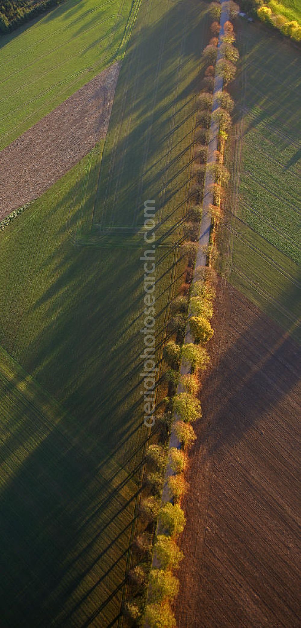 Aerial image Werl - Blick auf eine Herbstlandschaft mit Landstraße, Feldern, Bäumen und Schatten. View of an autumn landscape with road, fields, trees and shadows.