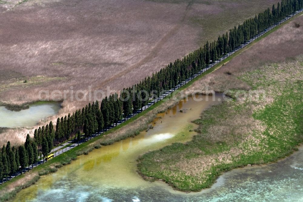 Reichenau from the bird's eye view: Country road Pirminstrasse on Wollmatinger Ried in Gebiet Untersee - Gnadensee in the course of the forest area in Reichenau in the state Baden-Wuerttemberg, Germany