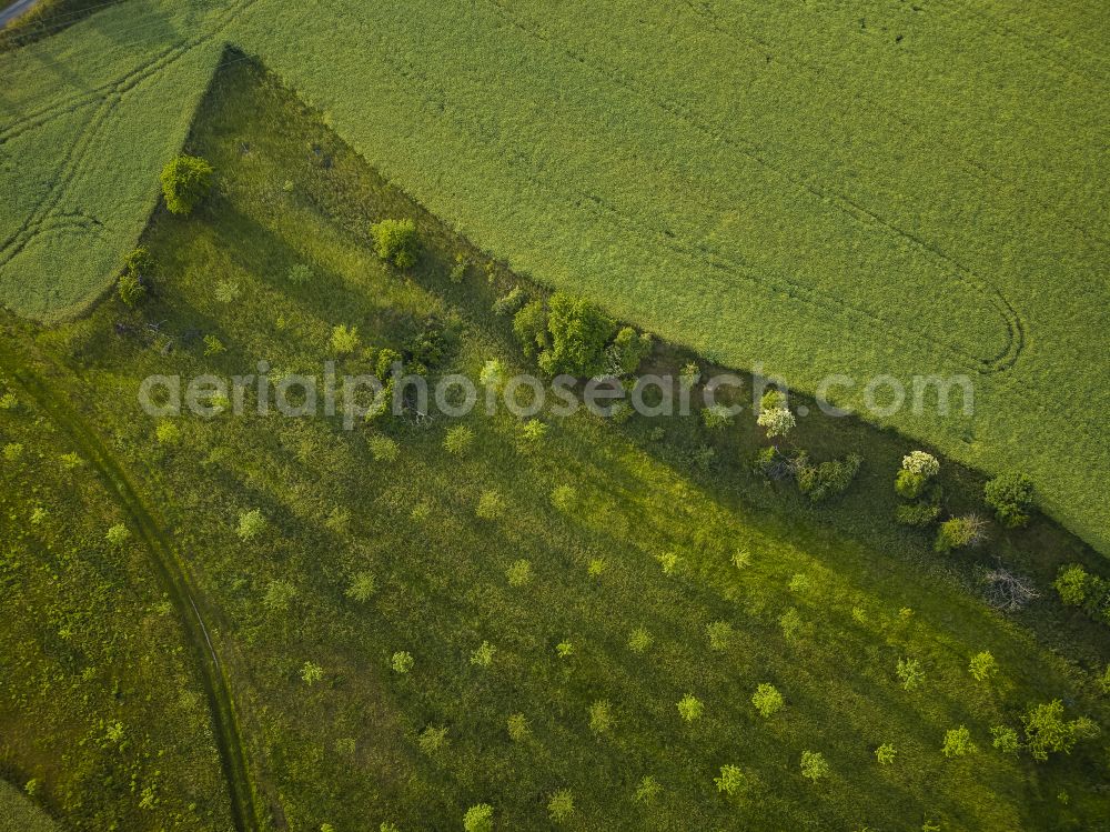 Aerial photograph Dürrröhrsdorf-Dittersbach - Field and plantation near Bonnewitz in Saxon Switzerland in the state of Saxony, Germany