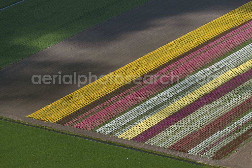 Aerial image Avenhorn - Agriculture - Landscape with fields of tulips to flower production in Avenhorn in North Holland Holland / Netherlands