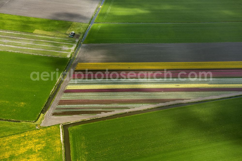 Aerial photograph Avenhorn - Agriculture - Landscape with fields of tulips to flower production in Avenhorn in North Holland Holland / Netherlands