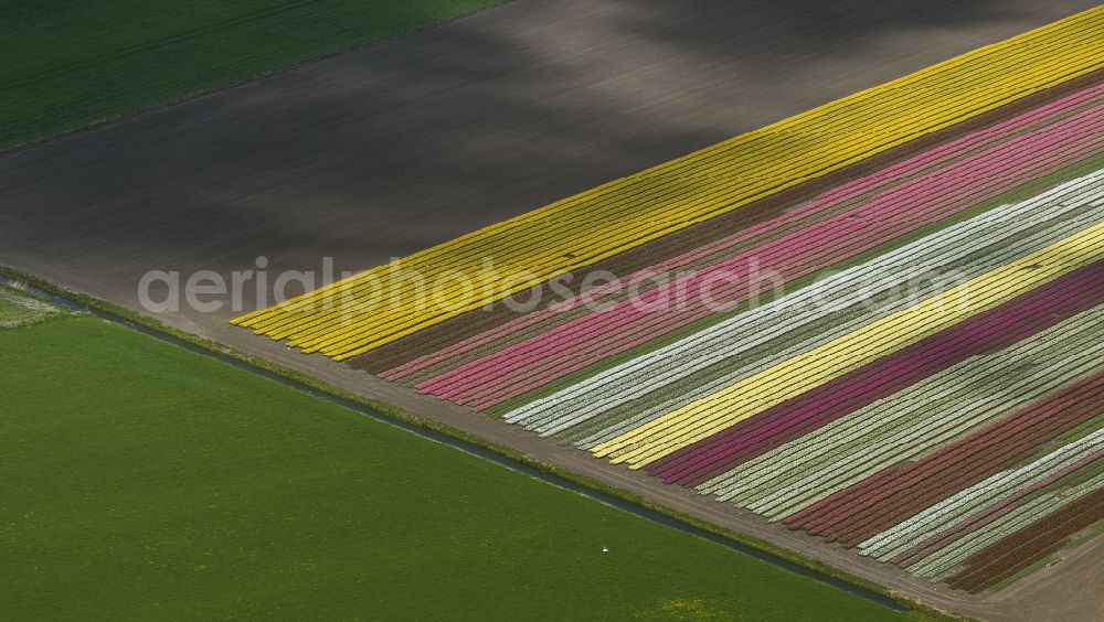 Avenhorn from above - Agriculture - Landscape with fields of tulips to flower production in Avenhorn in North Holland Holland / Netherlands