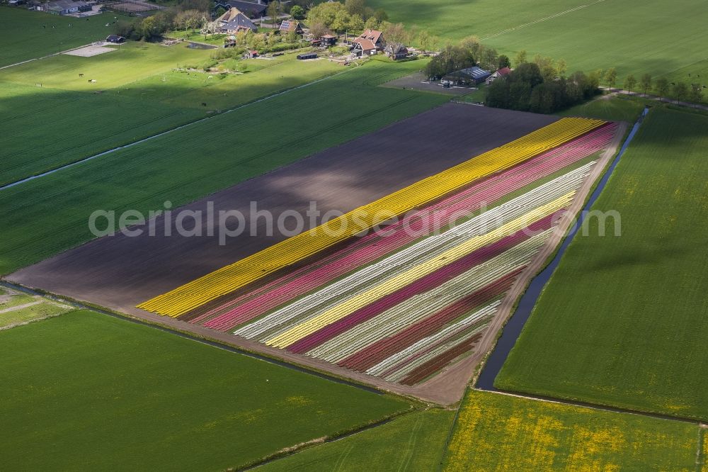 Avenhorn from the bird's eye view: Agriculture - Landscape with fields of tulips to flower production in Avenhorn in North Holland Holland / Netherlands