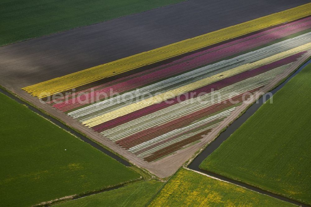 Aerial image Avenhorn - Agriculture - Landscape with fields of tulips to flower production in Avenhorn in North Holland Holland / Netherlands