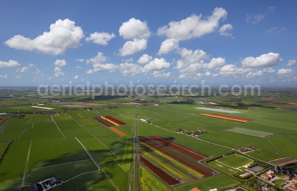 Berkhout from the bird's eye view: Agriculture - Landscape with fields of tulips to flower production in Berkhout in North Holland Holland / Netherlands