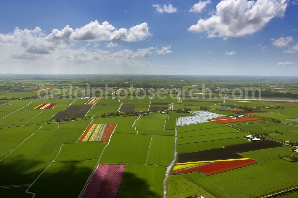 Aerial photograph Berkhout - Agriculture - Landscape with fields of tulips to flower production in Berkhout in North Holland Holland / Netherlands