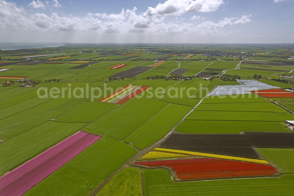 Berkhout from above - Agriculture - Landscape with fields of tulips to flower production in Berkhout in North Holland Holland / Netherlands