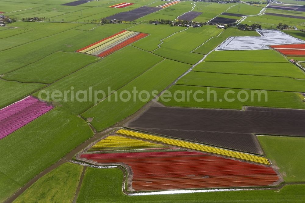 Berkhout from the bird's eye view: Agriculture - Landscape with fields of tulips to flower production in Berkhout in North Holland Holland / Netherlands