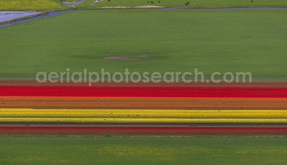 Aerial image Berkhout - Agriculture - Landscape with fields of tulips to flower production in Berkhout in North Holland Holland / Netherlands