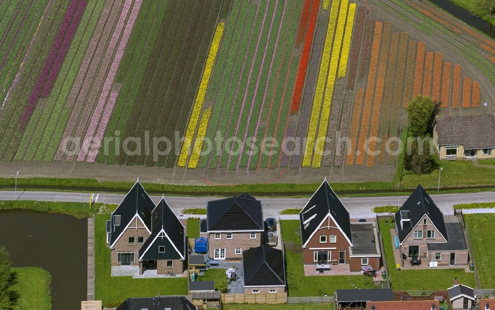 Aerial photograph Berkhout - Agriculture - Landscape with fields of tulips to flower production in Berkhout in North Holland Holland / Netherlands