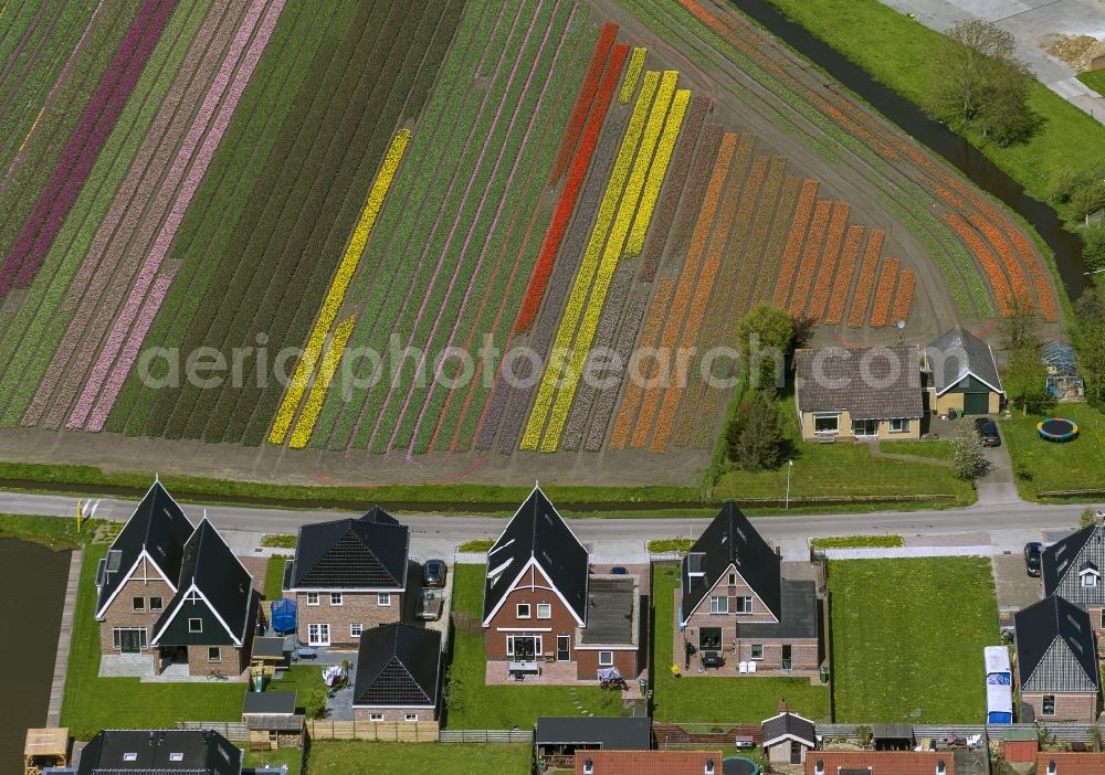 Berkhout from above - Agriculture - Landscape with fields of tulips to flower production in Berkhout in North Holland Holland / Netherlands