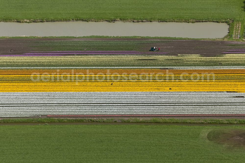 Berkhout from the bird's eye view: Agriculture - Landscape with fields of tulips to flower production in Berkhout in North Holland Holland / Netherlands