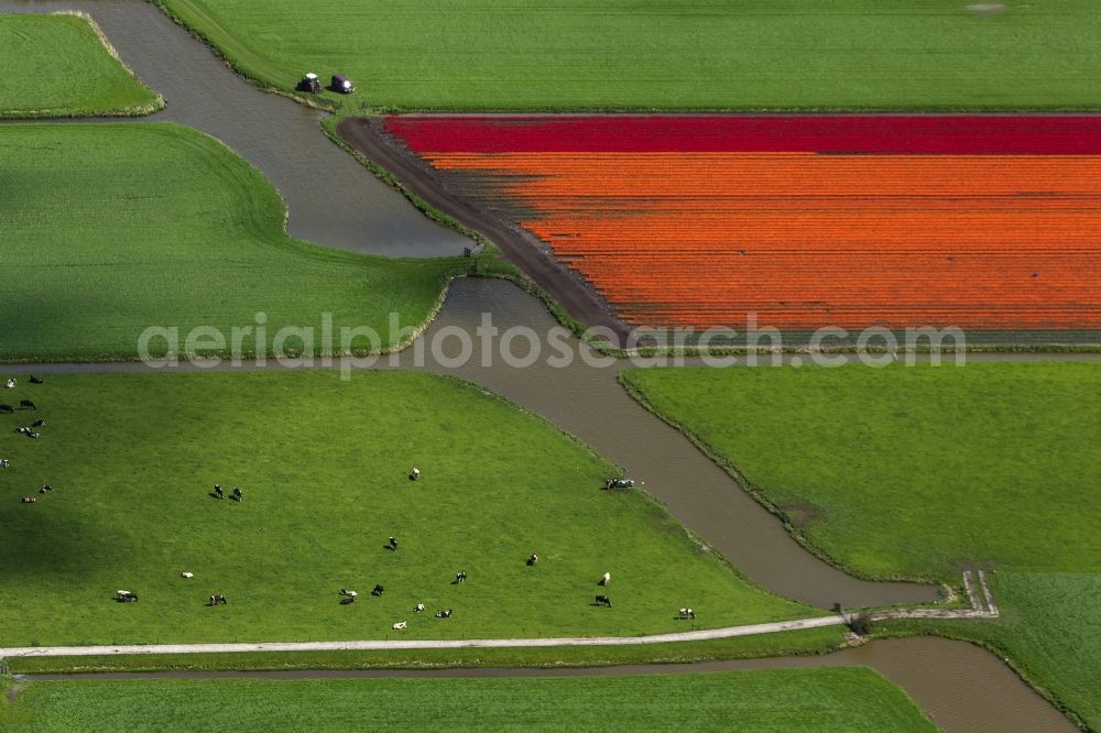 Aerial image Berkhout - Agriculture - Landscape with fields of tulips to flower production in Berkhout in North Holland Holland / Netherlands