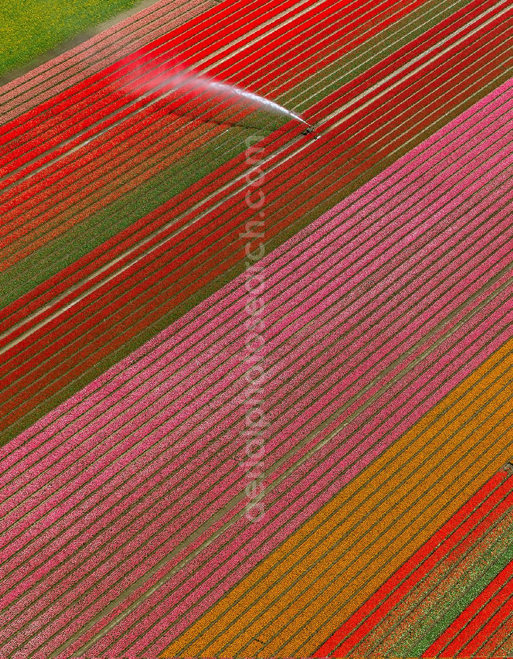 Berkhout from the bird's eye view: Agriculture - Landscape with fields of tulips to flower production in Berkhout in North Holland Holland / Netherlands