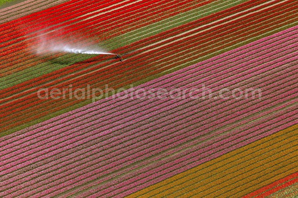 Aerial photograph Berkhout - Agriculture - Landscape with fields of tulips to flower production in Berkhout in North Holland Holland / Netherlands