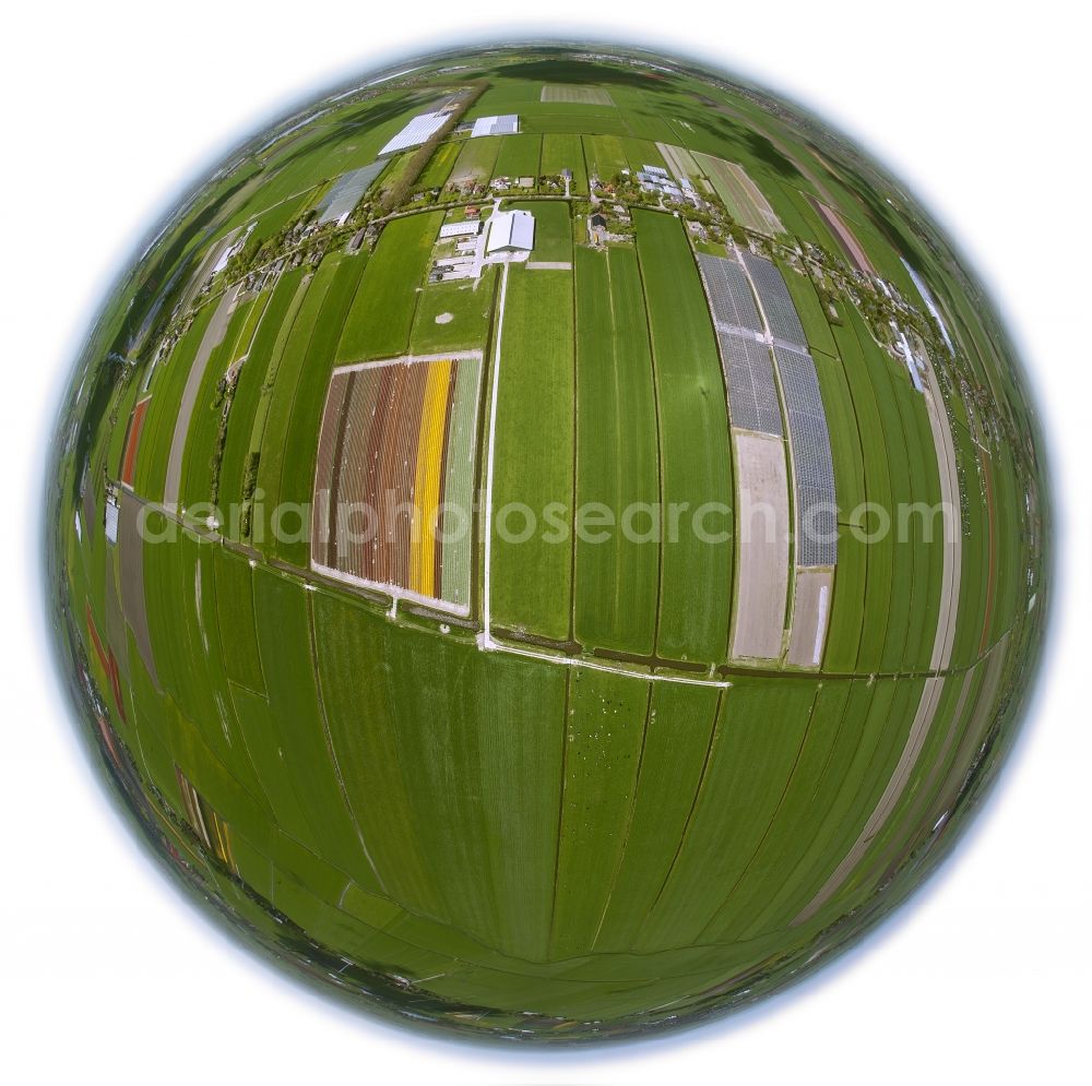 Hensbroek from above - Fisheye view of Agriculture - Landscape with fields of tulips to flower production in Hensbroek in North Holland Holland / Netherlands