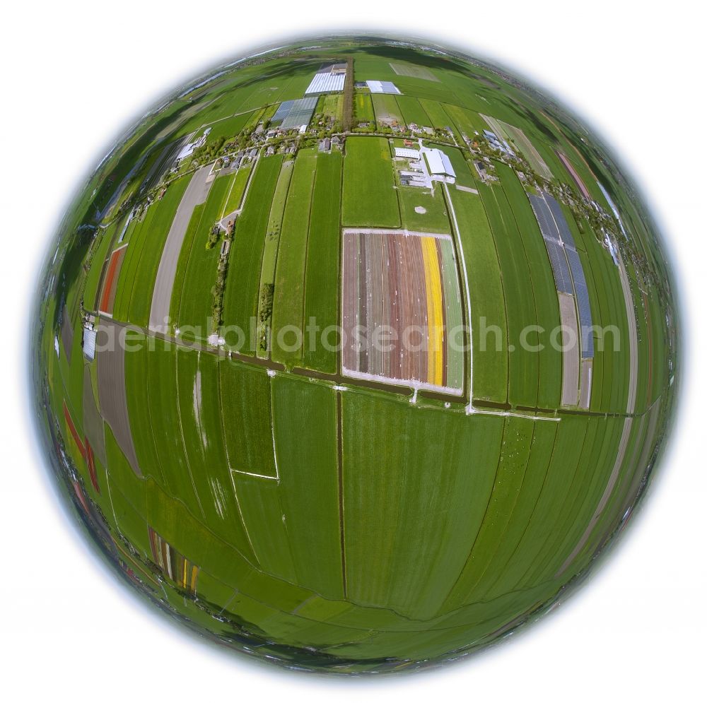 Hensbroek from the bird's eye view: Fisheye view of Agriculture - Landscape with fields of tulips to flower production in Hensbroek in North Holland Holland / Netherlands