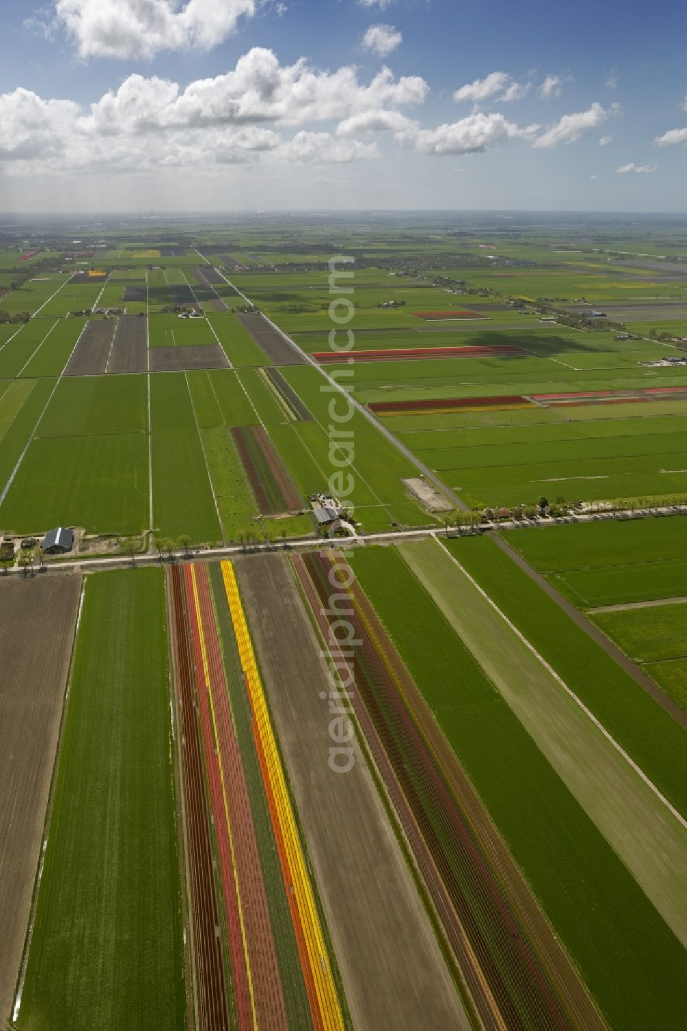 Noordbeemster from the bird's eye view: Agriculture - Landscape with fields of tulips to flower production in Noordbeemster in North Holland Holland / Netherlands