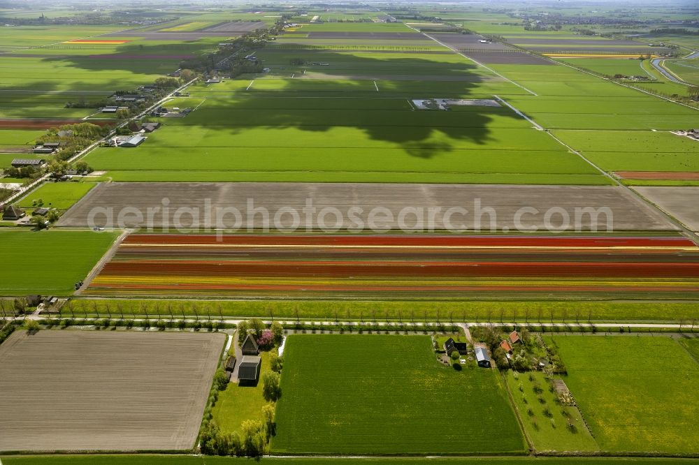 Noordbeemster from above - Agriculture - Landscape with fields of tulips to flower production in Noordbeemster in North Holland Holland / Netherlands