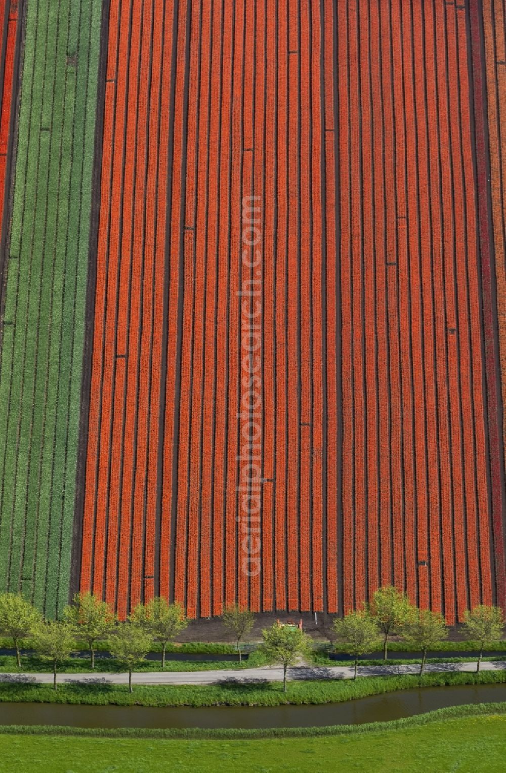 Spierdijk from above - Agriculture - Landscape with fields of tulips to flower production in Spierdijk in North Holland Holland / Netherlands