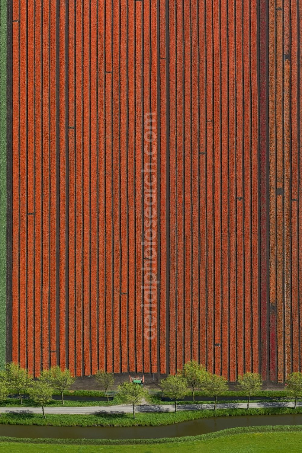 Spierdijk from the bird's eye view: Agriculture - Landscape with fields of tulips to flower production in Spierdijk in North Holland Holland / Netherlands