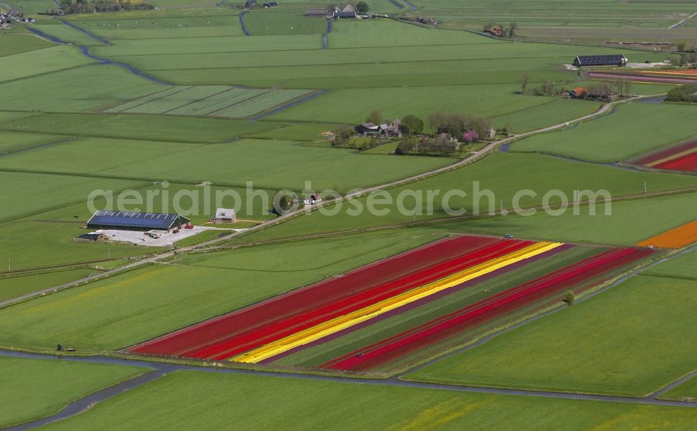 Aerial image Spierdijk - Agriculture - Landscape with fields of tulips to flower production in Spierdijk in North Holland Holland / Netherlands