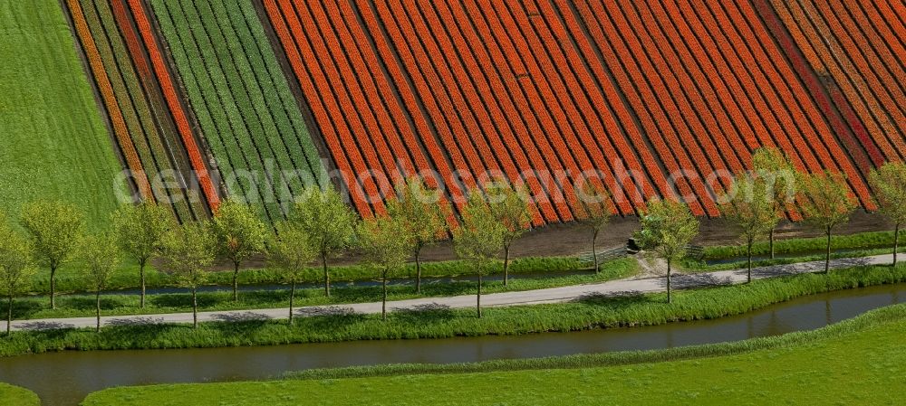 Aerial photograph Spierdijk - Agriculture - Landscape with fields of tulips to flower production in Spierdijk in North Holland Holland / Netherlands